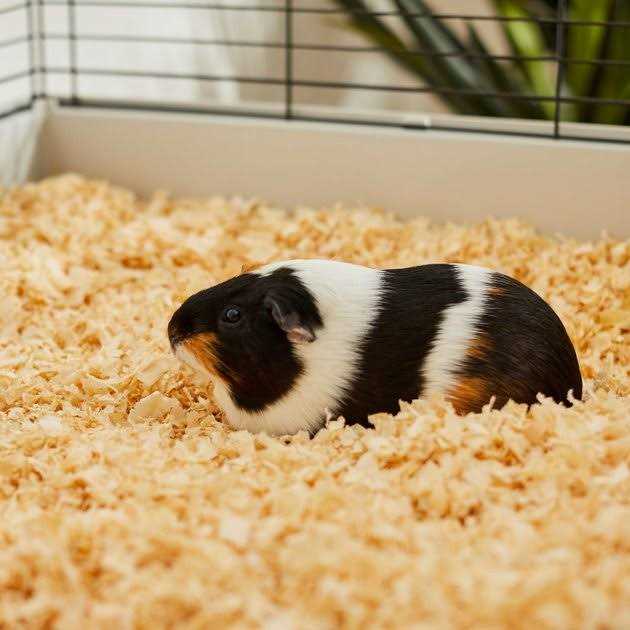 Pine Shaving Small Pet Bedding Z502