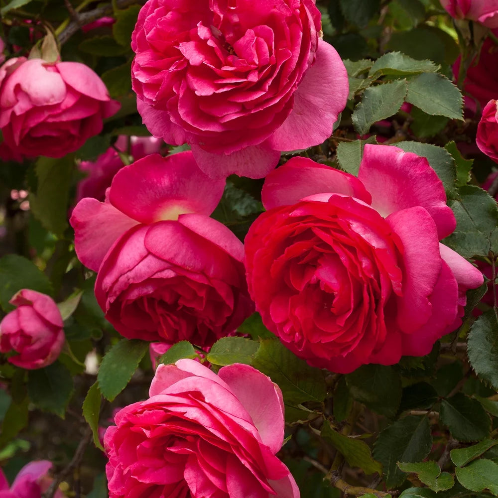Live Rose Plant S5622