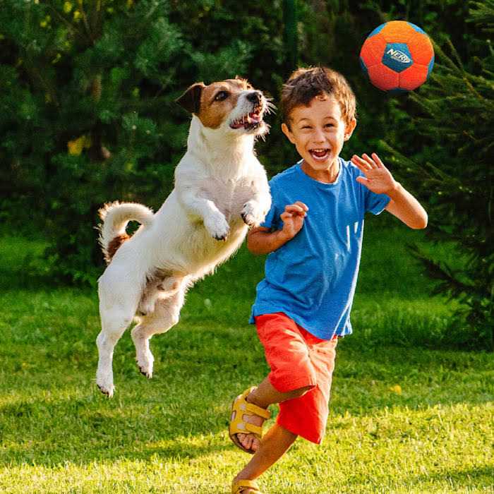 Soccer Ball Dog Toy O346038