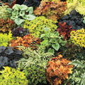Heuchera Mixture, 15 per Package, Zone 3-9, Sun Perennials L91303