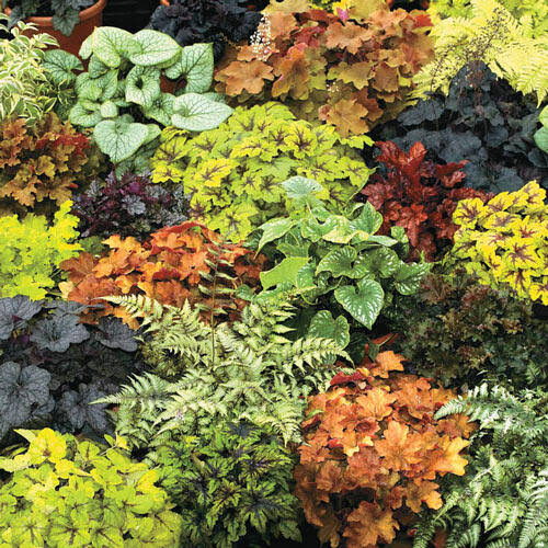 Heuchera Mixture, 15 per Package, Zone 3-9, Sun Perennials L91303