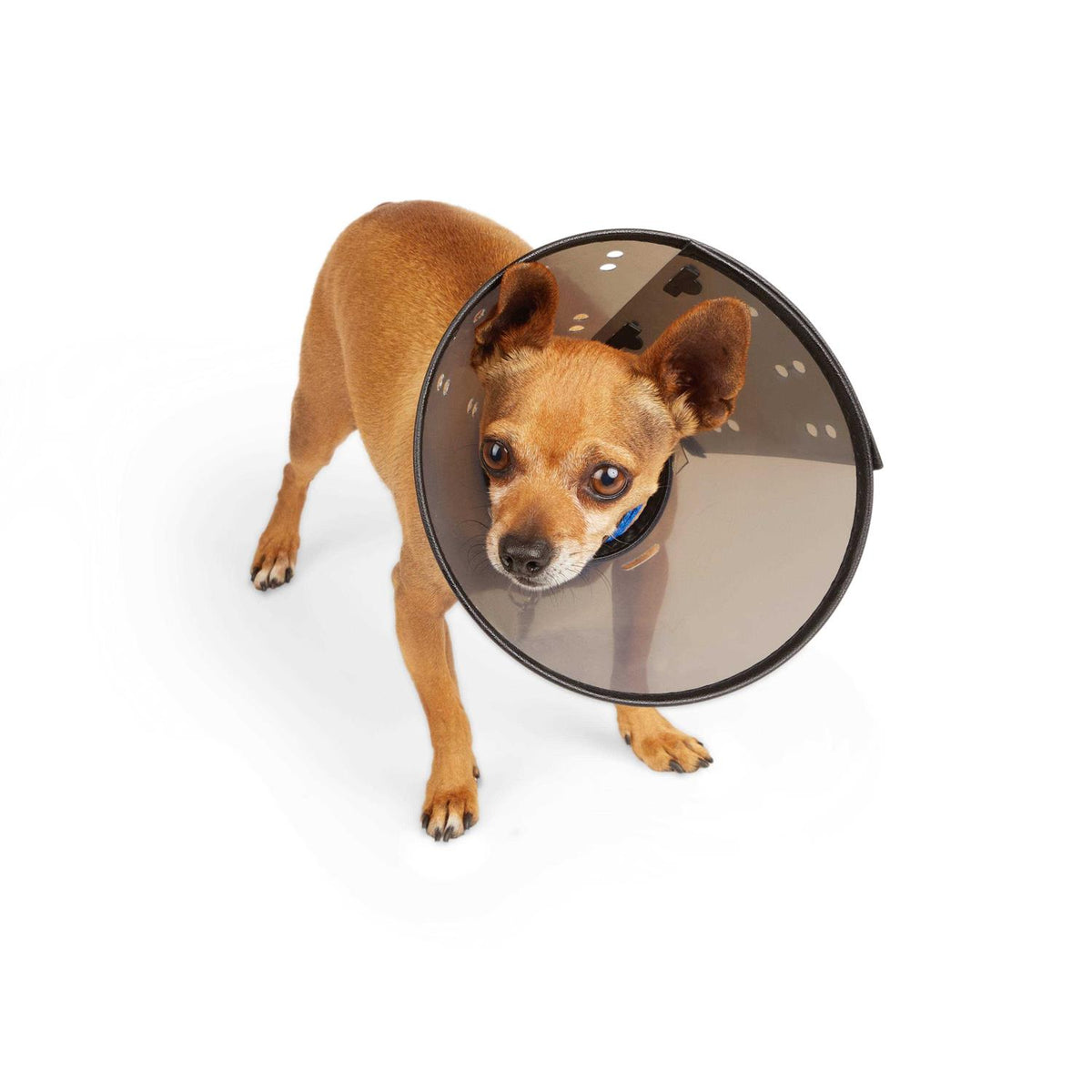 Recovery Cone Collar B6259