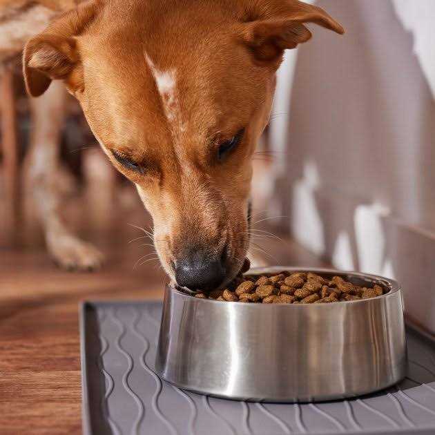 Large Breed Salmon Dry Dog Food V481