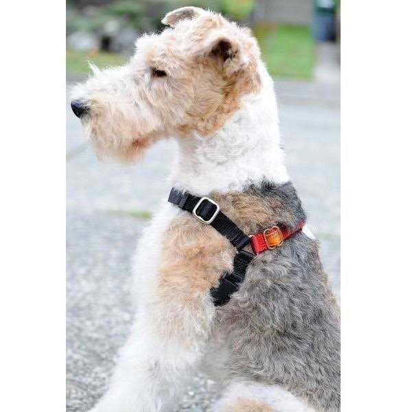 Dog Harness C426