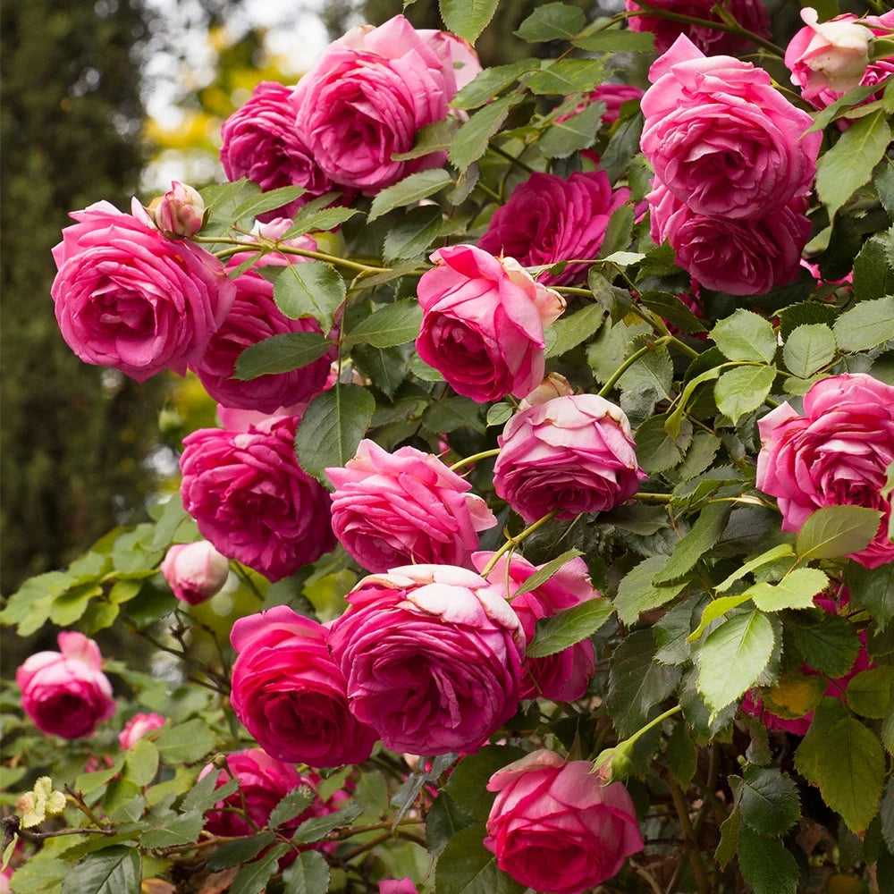 Live Rose Plant S5622