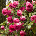 Live Rose Plant S5622