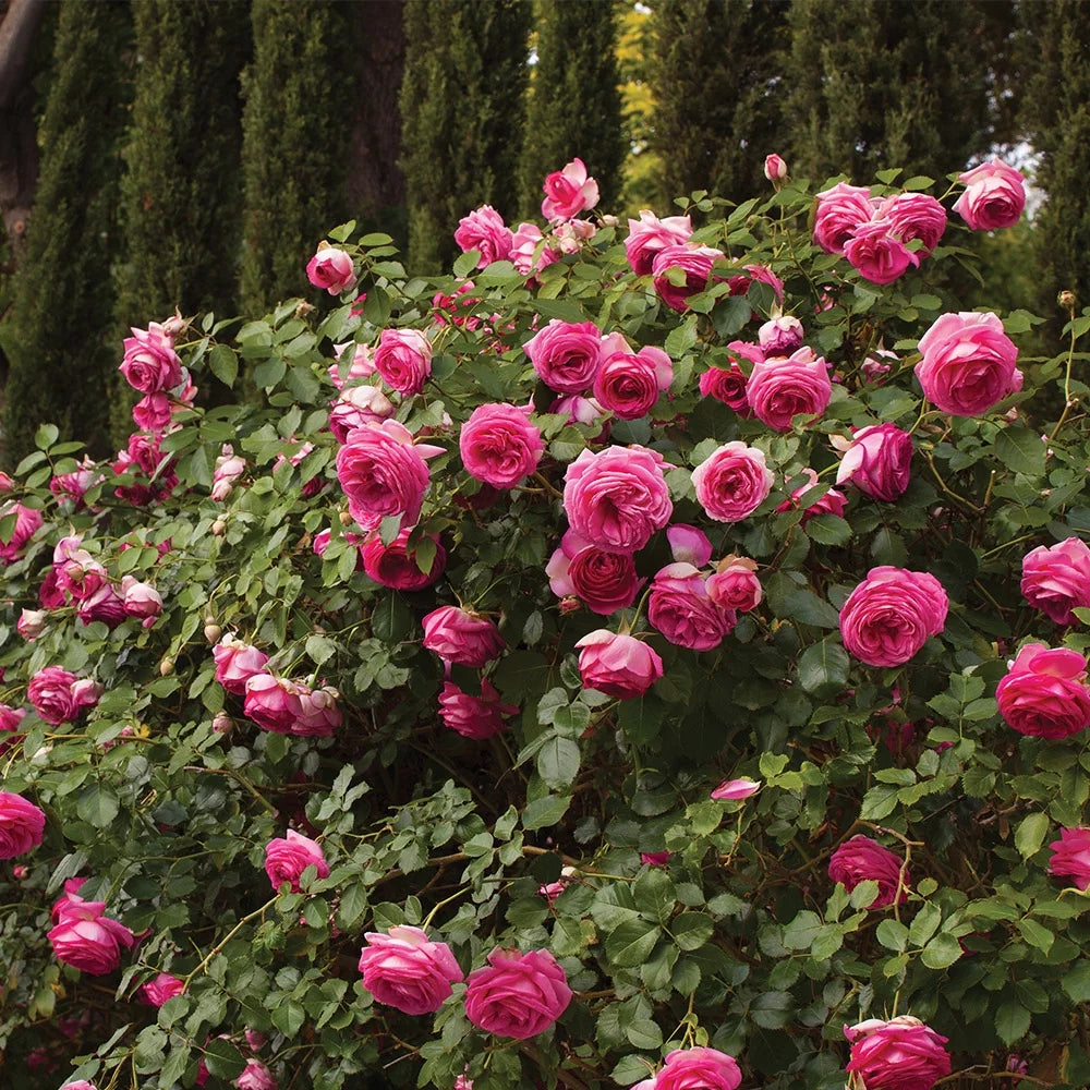 Live Rose Plant S5622