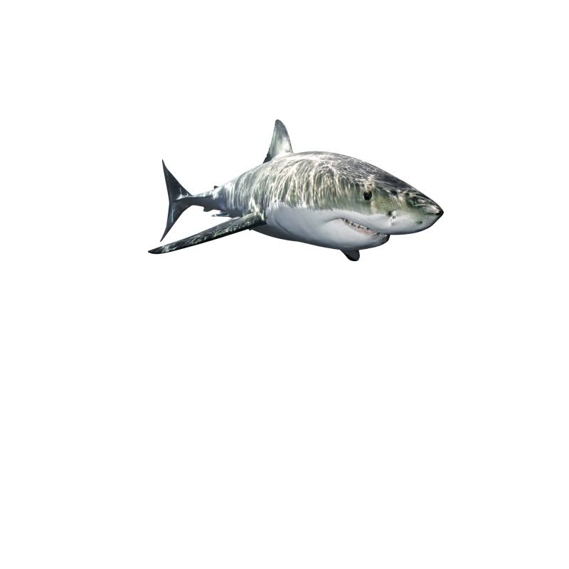 Great White Shark Wall Decal L2984