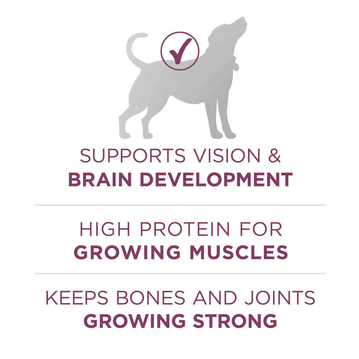 High Protein Dry Dog Food C8792
