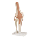 Functional Knee Joint Anatomical Model B2455