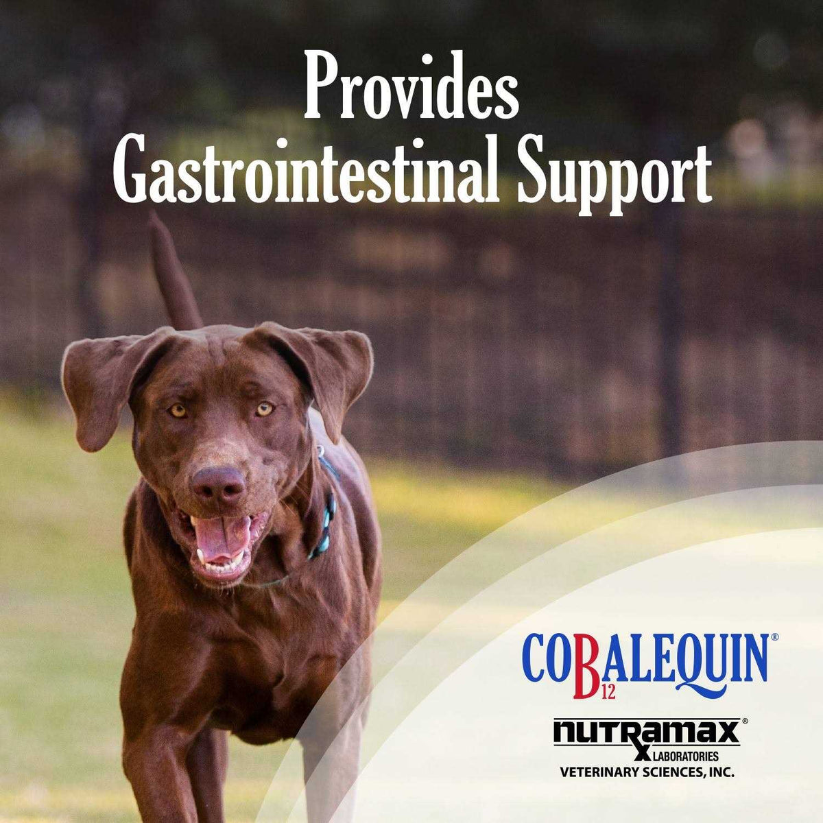 B12 Supplement Dogs G7857